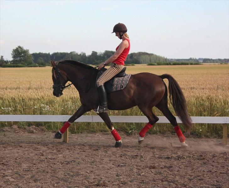 DSP Pajens Olivar - Juli 2010 - Dressurtræning hjemme på gården billede 20