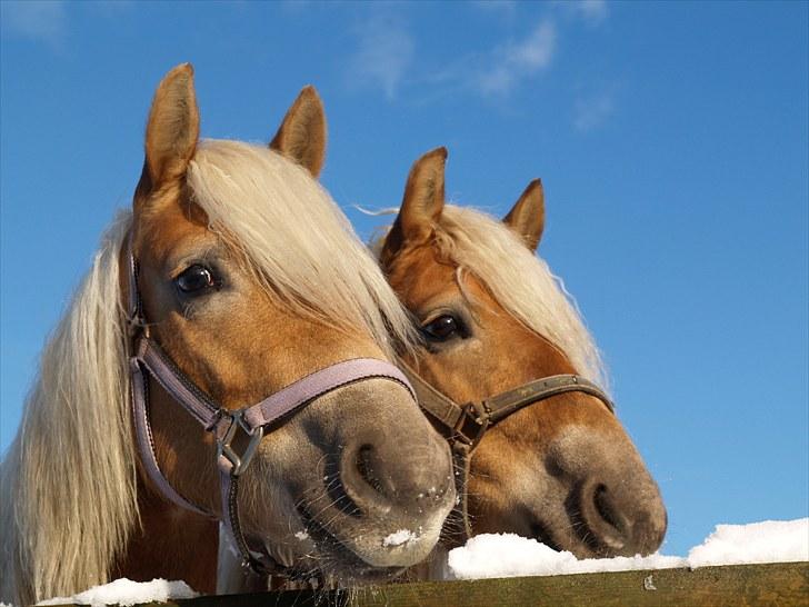 Tyroler Haflinger Miranka billede 11