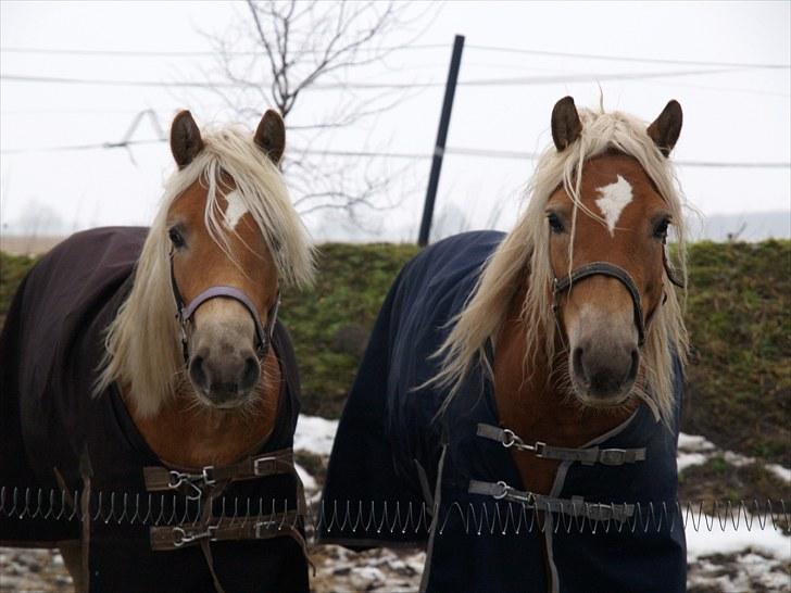 Tyroler Haflinger Miranka billede 13