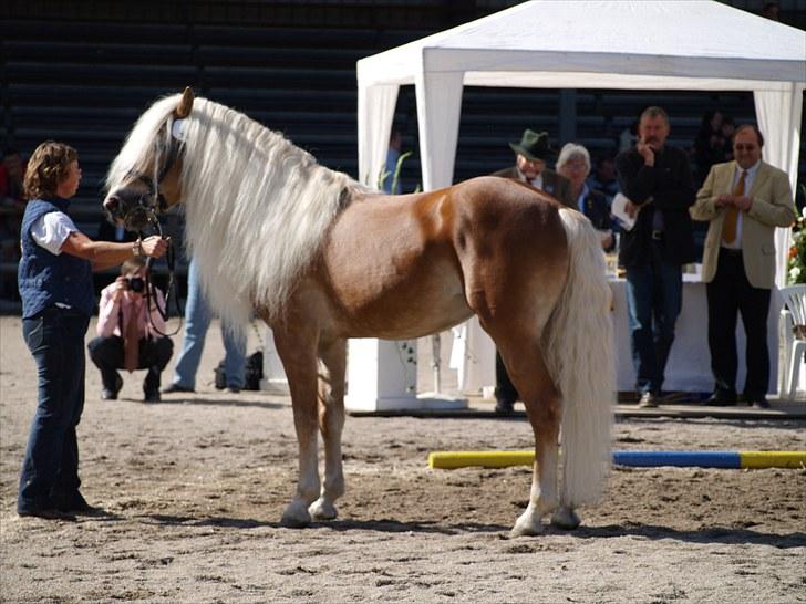 Tyroler Haflinger Miranka - Mirankas Far - liz. Almquell billede 14