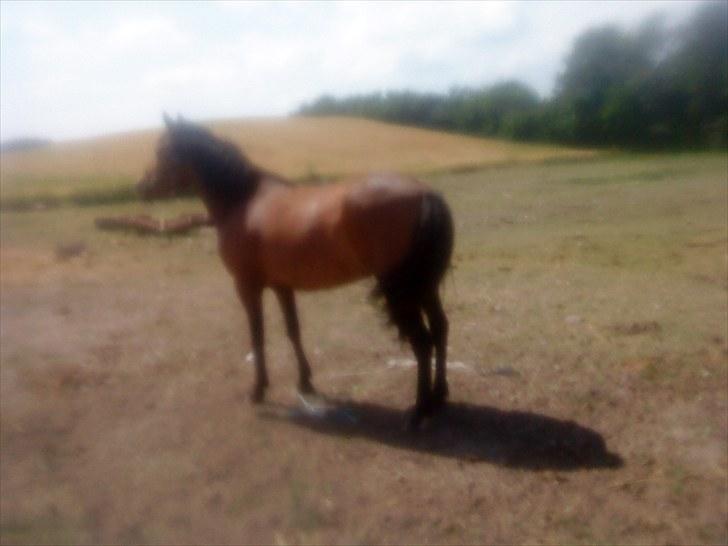 Anden særlig race Molly<3* tidligere  part  billede 12