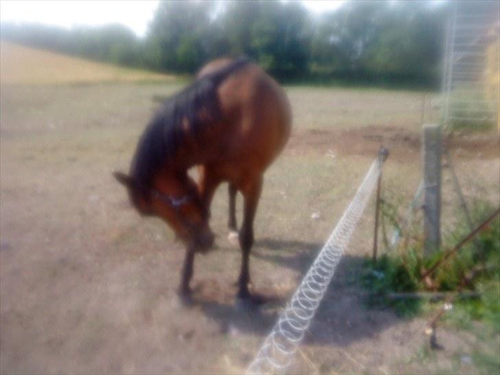 Anden særlig race Molly<3* tidligere  part  billede 13