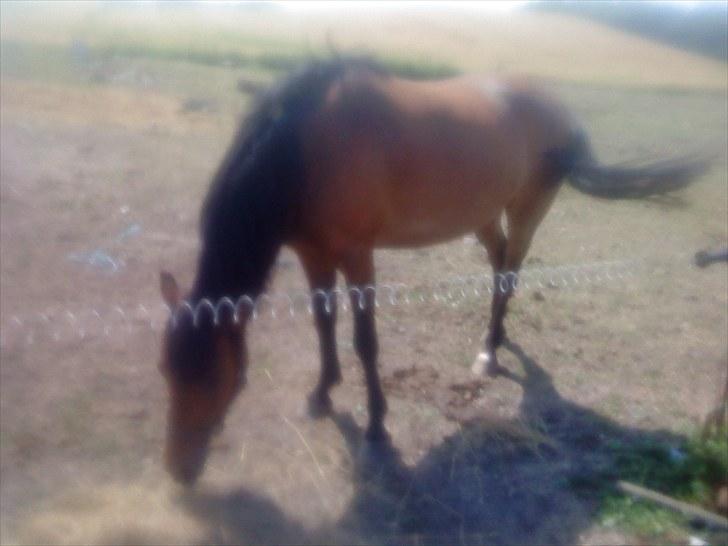 Anden særlig race Molly<3* tidligere  part  billede 14