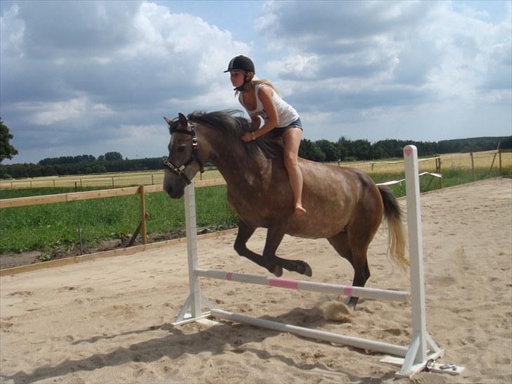 Anden særlig race Sahvanna   - Springer 50cm, uden sadel og hovedtøj:* billede 6