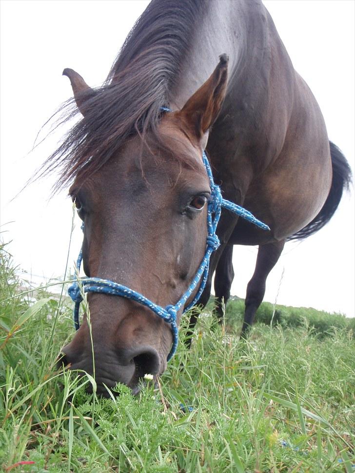 Anden særlig race | Amina *1991 † 2012 - Drægtig i 10. måned. Sommer 2010. billede 11