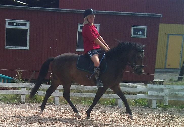 New Forest Romeo's Harlye<3  billede 5