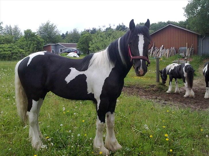 Tinker Mckale *SOLGT* - Hmm, hvad sker der her....... billede 2