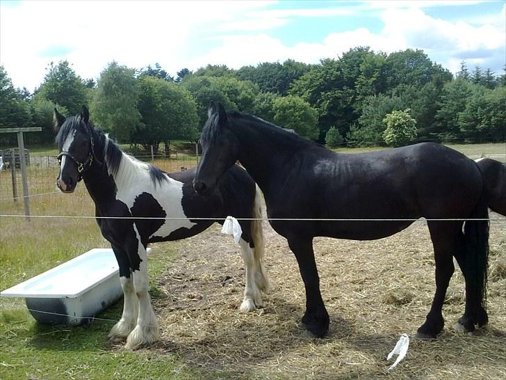 Tinker Mckale *SOLGT* - Quella og jeg holder lige øje med hvaad vores mor laver, er det mån spisetid............ billede 5