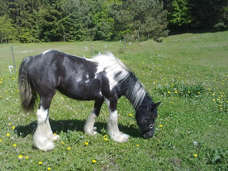 Irish Cob Haven´s Malou *SOLGT" billede 1