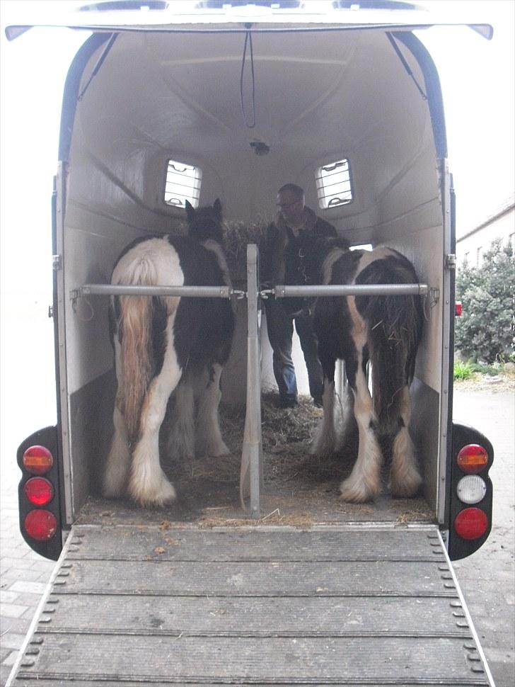Irish Cob Haven´s Malou *SOLGT" - Mig og min "veninde" ankommer til vores nye hjem i foråret, mig til højre med sort hale. billede 2