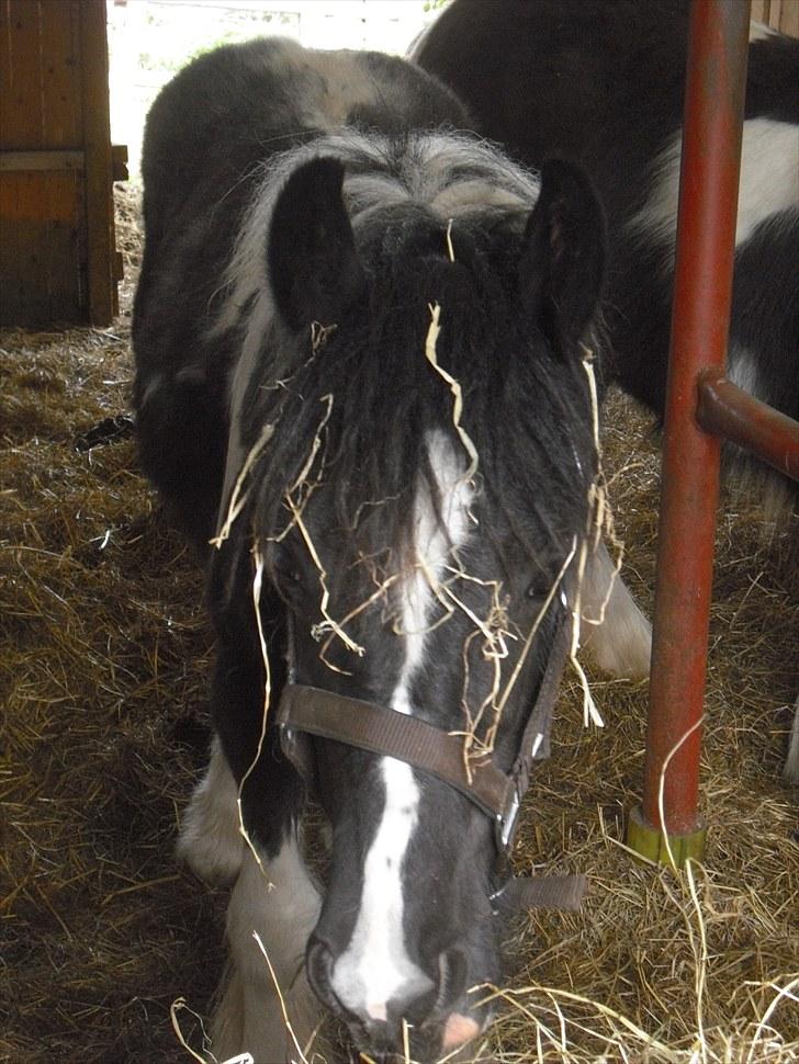 Irish Cob Haven´s Malou *SOLGT" - Elsker mad. Dejligt med lidt hø. billede 3