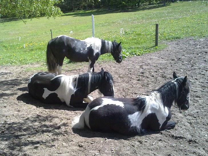 Irish Cob Haven´s Malou *SOLGT" - Det var nu lidt anstrengt med besøg af den dyrlæge, utroligt hvad han kunne finde på. Tar lige en slapper med de andre. billede 4