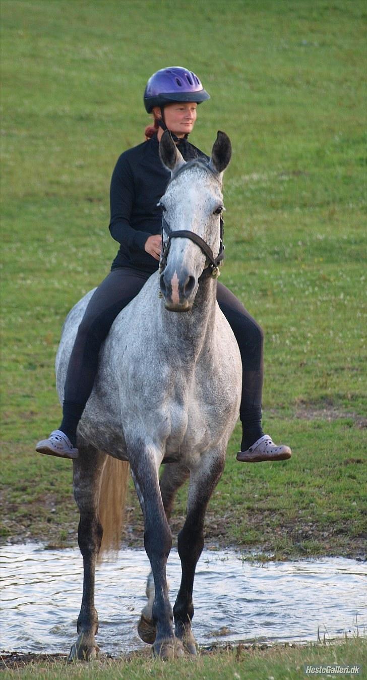 Anden særlig race Lotus - hyggehest sommer 10 billede 18
