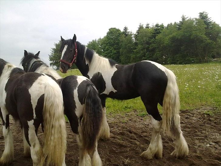 Irish Cob Haven´s Malou *SOLGT" - Mig, Mckale og Mille se på naboens køer, mærkelige skabninger. billede 5