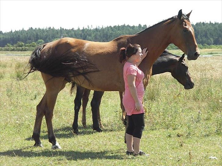 Tysk Varmblod Big Boy billede 13