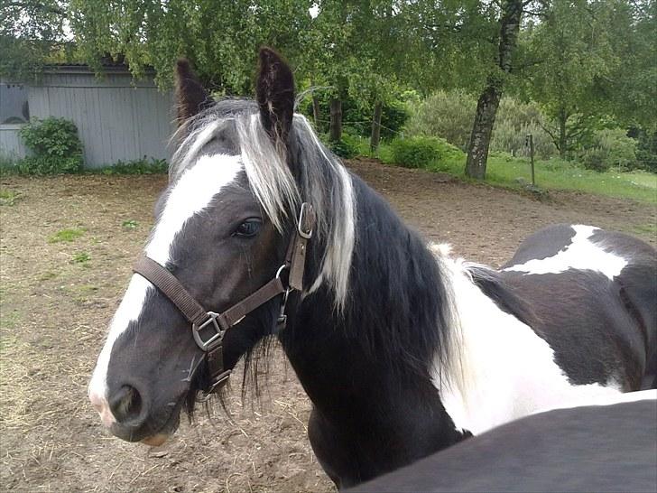 Irish Cob Haven´s Mille *SOLGT* - Hejsa. billede 1