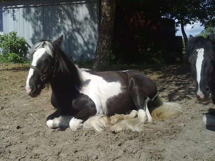 Irish Cob Haven´s Mille *SOLGT* - Dejligt at få en slapper. billede 2