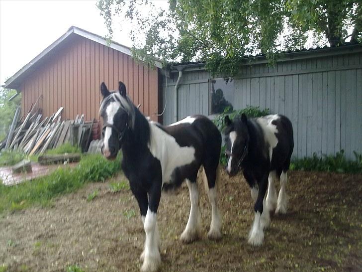 Irish Cob Haven´s Mille *SOLGT* - Mor og far er ved at lave det indvendige hegn, vi var vist lidt vilde igår hi hi. billede 3
