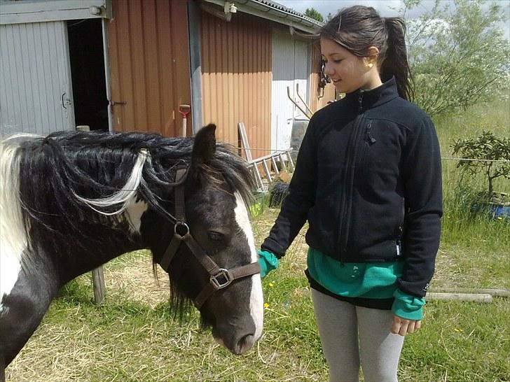 Irish Cob Haven´s Mille *SOLGT* - Dejligt at blive nusset af Louise. Hun er nu sød ved mig. billede 4
