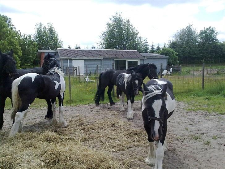 Irish Cob Haven´s Mille *SOLGT* - Ej altså, de andre er bare for meget, jeg daffer af. billede 5
