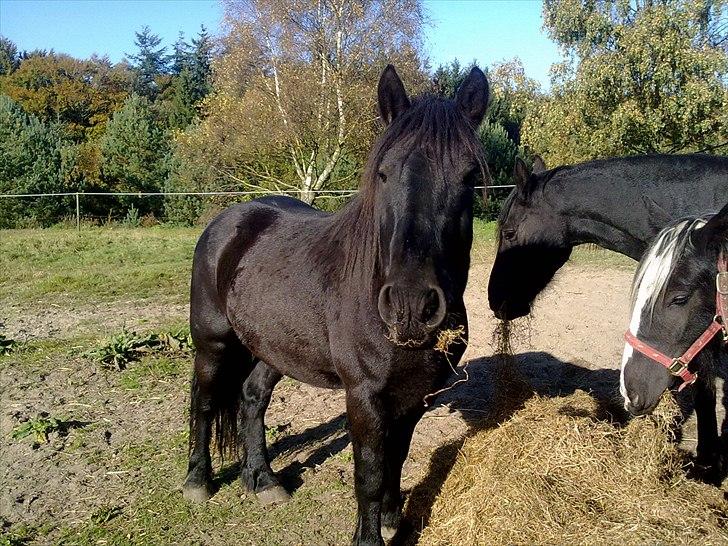 Barockpferd McArthur *SOLGT* - Lækre McArthur en sensommer dag.. billede 2