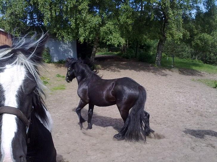 Barockpferd McArthur *SOLGT* - Ohøj her ser dejligt ud. billede 5