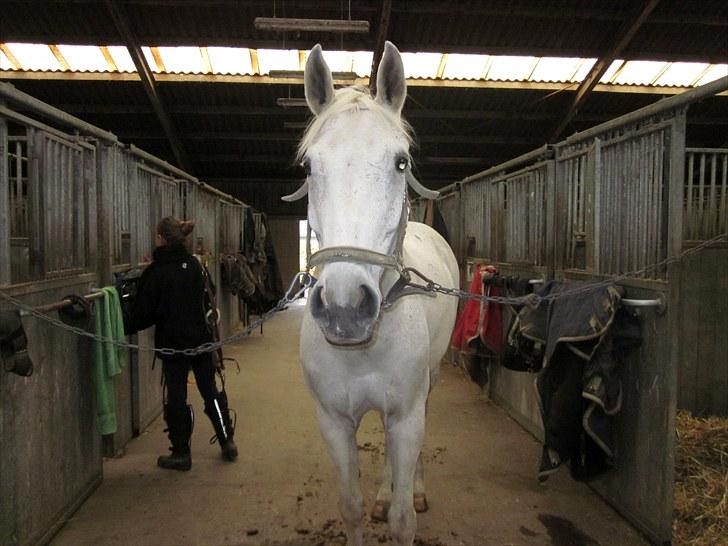 Hannoveraner Ribana billede 10