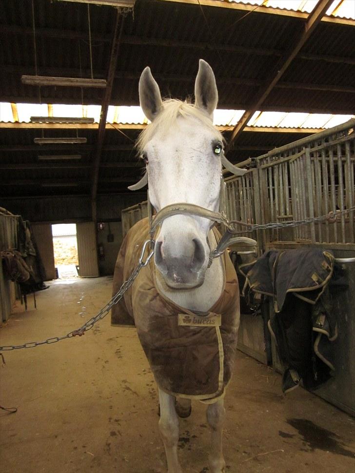 Hannoveraner Ribana billede 11