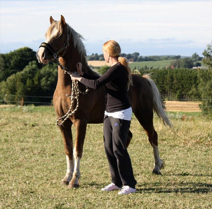 Welsh Pony af Cob-type (sec C) Fjordglimt Mr. George - Fik lige øje på nye heste (: Foto: Mig billede 4