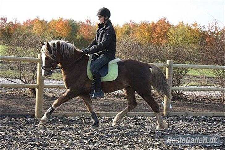 Welsh Pony af Cob-type (sec C) Fjordglimt Mr. George - Anden gnag jeg rider ham selv. (: Foto: Helene billede 15