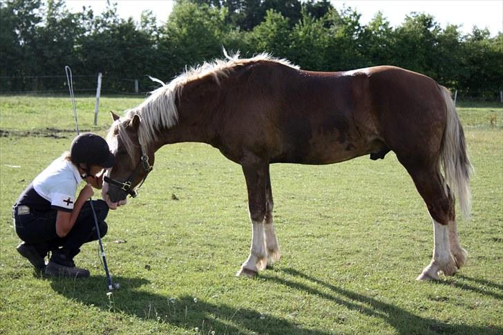 Welsh Pony af Cob-type (sec C) Fjordglimt Mr. George - Hej Michala. Hvad laver du dernede? (: Foto: Anna billede 12