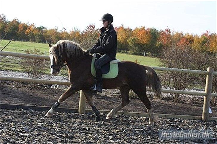 Welsh Pony af Cob-type (sec C) Fjordglimt Mr. George - George & mig<3 Foto: Helene billede 16