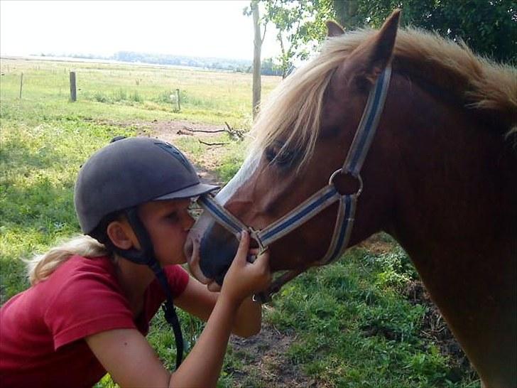 Welsh Pony af Cob-type (sec C) fladsaas Infernal Solgt:( - Kalle og Cecilie <3  billede 10