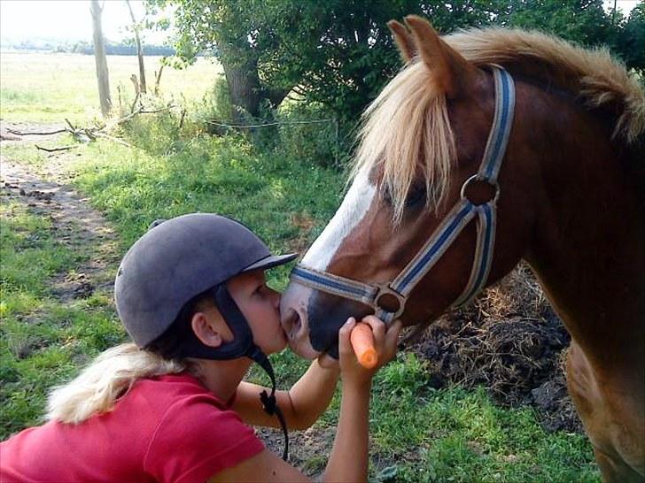 Welsh Pony af Cob-type (sec C) Kalle (Tidl. lånepony) - Han er savnet på alle mulige måder. billede 3