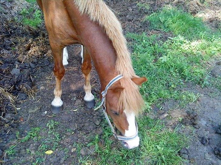 Welsh Pony af Cob-type (sec C) Kalle (Tidl. lånepony) - Han var simpelthen så dejlig at se på. billede 4