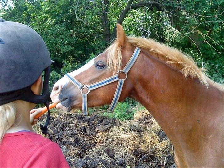 Welsh Pony af Cob-type (sec C) Kalle (Tidl. lånepony) - Jeg havde nogle utrolige måneder med ham. billede 5