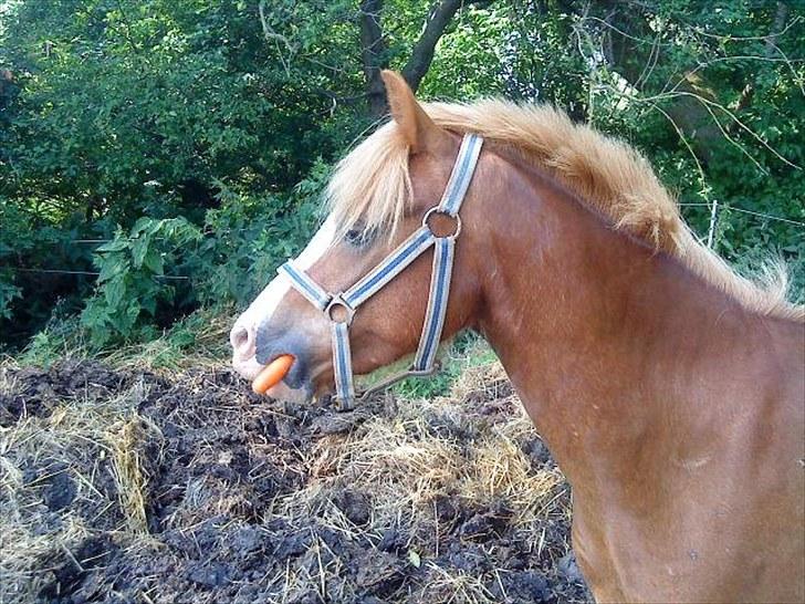 Welsh Pony af Cob-type (sec C) Kalle (Tidl. lånepony) - Den dejlige pony. billede 1