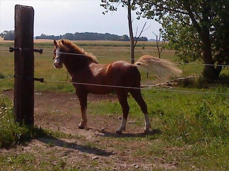 Welsh Pony af Cob-type (sec C) Kalle (Tidl. lånepony) - Den lille fine pony :) billede 6