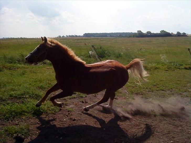 Welsh Pony af Cob-type (sec C) Kalle (Tidl. lånepony) billede 7
