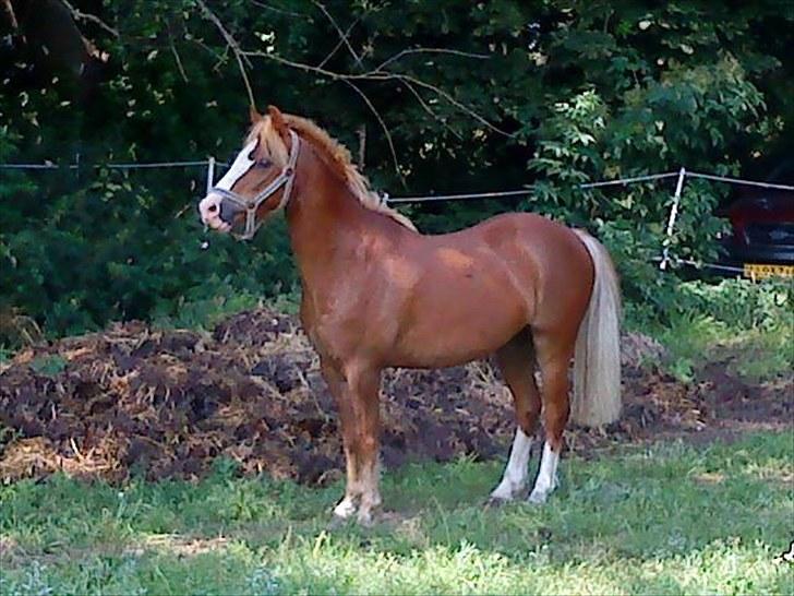 Welsh Pony af Cob-type (sec C) Kalle (Tidl. lånepony) - Så fin og bedårende! billede 8