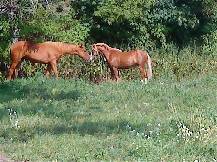 Welsh Pony af Cob-type (sec C) Kalle (Tidl. lånepony) - Da Kalle lige var kommet på sin nye fold. billede 9