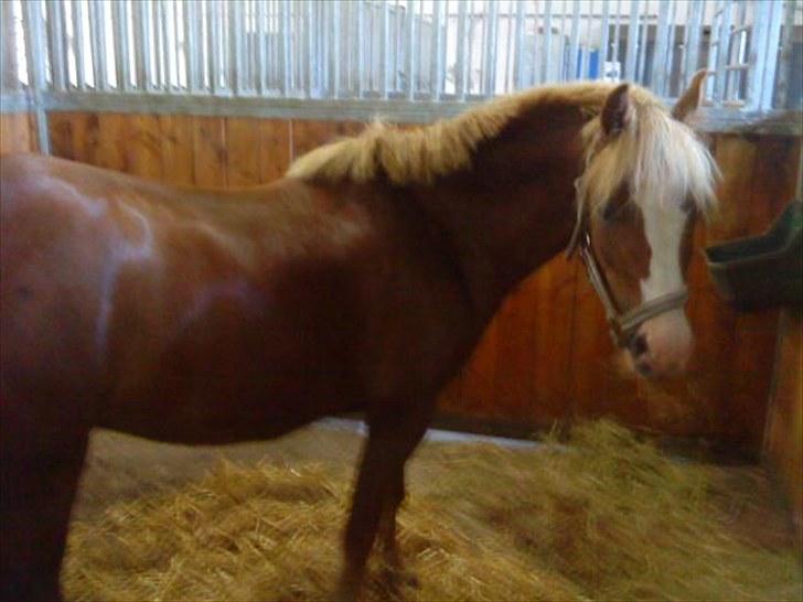 Welsh Pony af Cob-type (sec C) Kalle (Tidl. lånepony) - Da Kalle lige var ankommet. billede 10