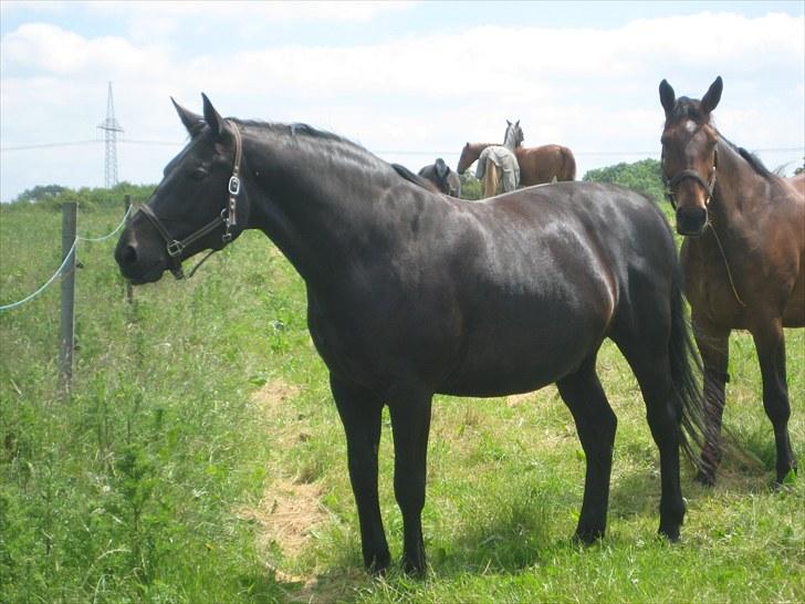 Oldenborg Casanova billede 2