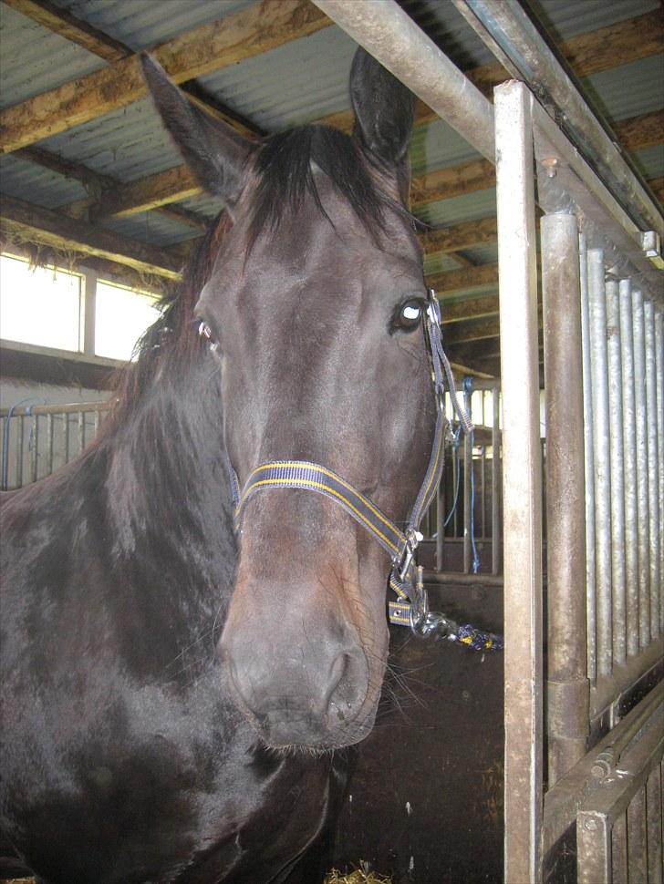 Oldenborg Casanova billede 3