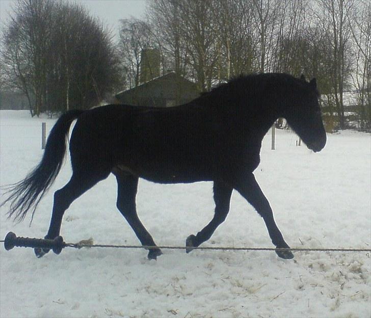 Oldenborg Casanova billede 4