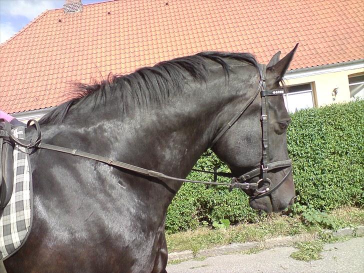 Oldenborg Casanova billede 6
