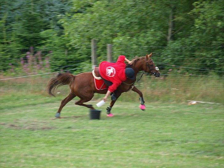 Anden særlig race Solo Girl  billede 15