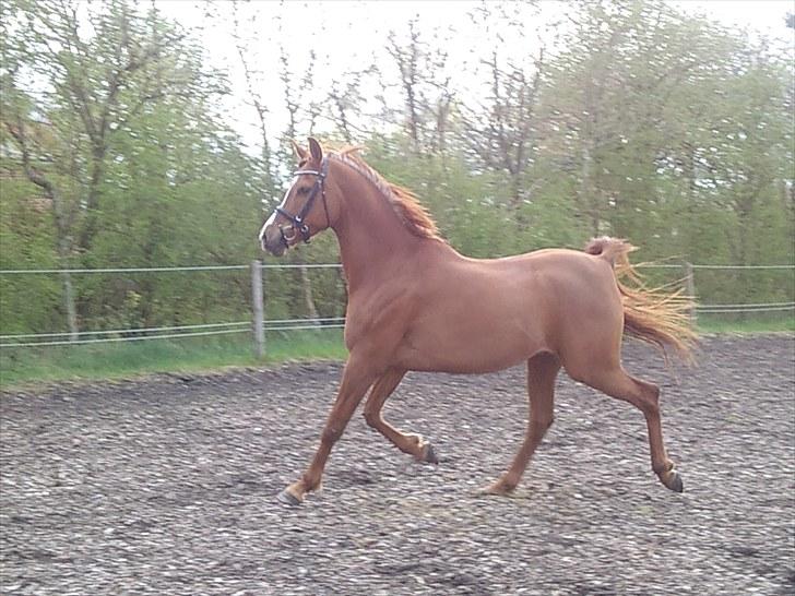 Arabisk fuldblod (OX) Que Vida Koala billede 13