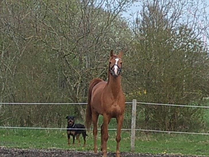 Arabisk fuldblod (OX) Que Vida Koala billede 14