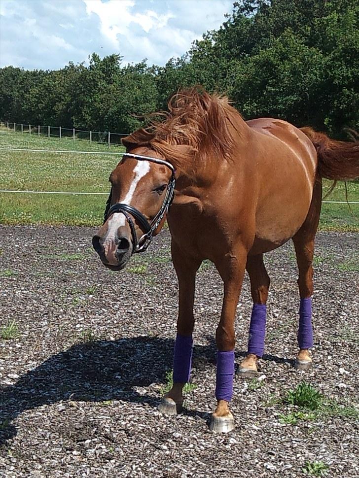 Arabisk fuldblod (OX) Que Vida Koala billede 15